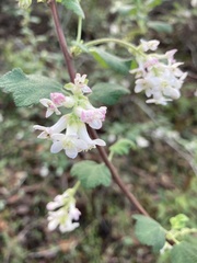 Ribes malvaceum malvaceum