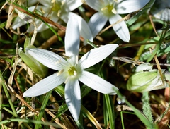 Ornithogalum sigmoideum