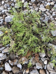 Tracheophyta