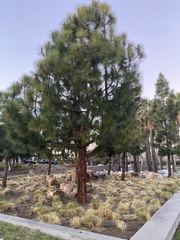 Pinus torreyana