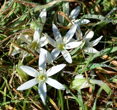 Ornithogalum sigmoideum