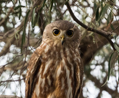 Ninox connivens peninsularis