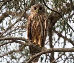 Ninox connivens peninsularis