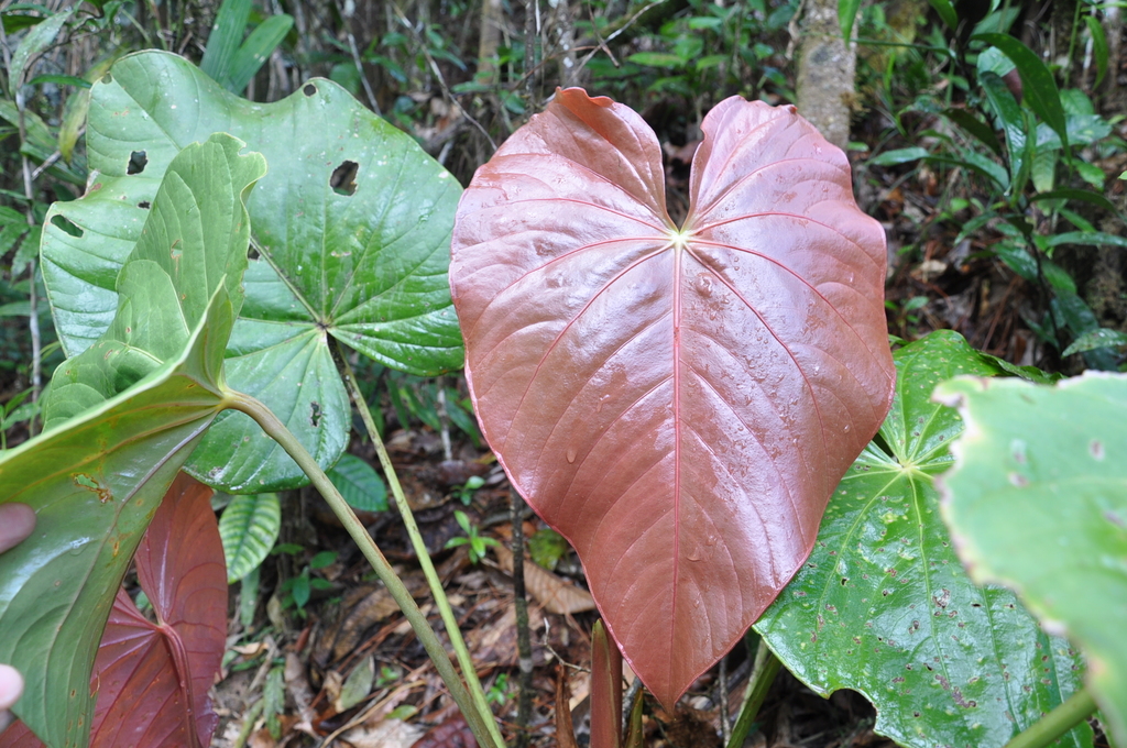 Anthurium tysonii Croat 4