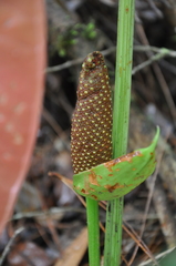 Anthurium tysonii