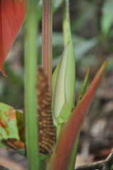 Anthurium tysonii