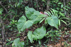 Anthurium tysonii