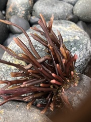 Ahnfeltiopsis linearis