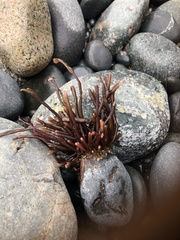 Ahnfeltiopsis linearis