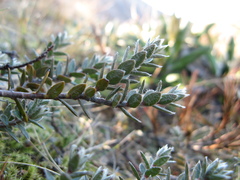 Pimelea oreophila lepta