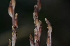 Danhatchia australis