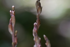 Danhatchia australis