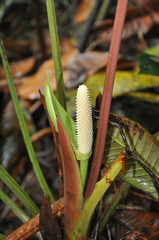 Anthurium tysonii