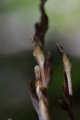 Danhatchia australis