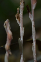 Danhatchia australis