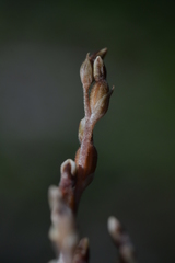 Danhatchia australis