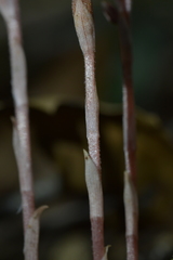 Danhatchia australis