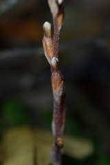 Danhatchia australis