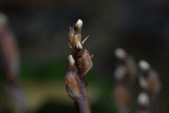 Danhatchia australis