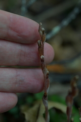 Danhatchia australis