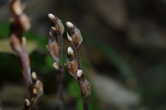 Danhatchia australis