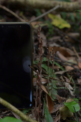 Danhatchia australis