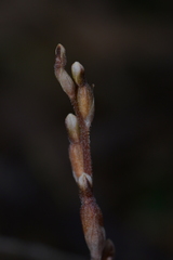 Danhatchia australis