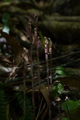 Danhatchia australis