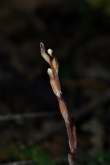 Danhatchia australis