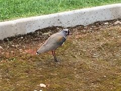 Vanellus chilensis