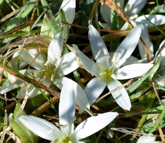 Ornithogalum sigmoideum