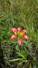 Lilium catesbaei image