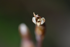 Danhatchia australis