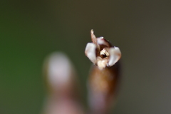 Danhatchia australis