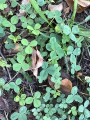 Trifolium repens