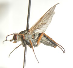 Anabarhynchus megaphallus