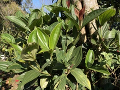 Medinilla multiflora