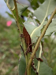 Callopistria floridensis