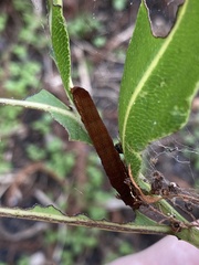 Callopistria floridensis