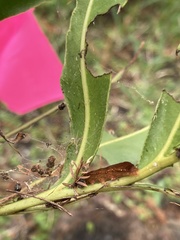 Callopistria floridensis