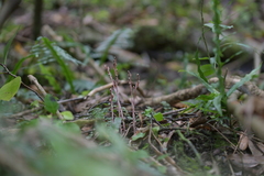 Danhatchia australis