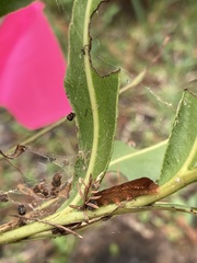 Callopistria floridensis