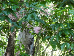 Melicope rubra