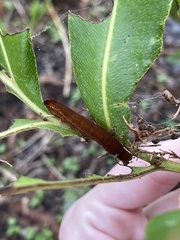 Callopistria floridensis