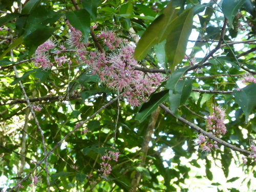 Image of Melicope rubra by (c) Steve Fitzgerald, some rights reserved (CC BY-SA)
