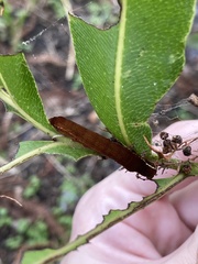 Callopistria floridensis