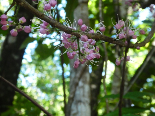 Image of little evodia by (c) Steve Fitzgerald, some rights reserved (CC BY-SA)