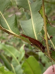 Callopistria floridensis