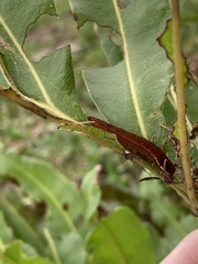 Callopistria floridensis