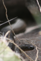 Thamnophis melanogaster